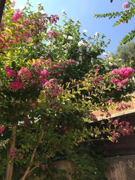 Appartement Sur La Colline Avec Acces Piscine Volx المظهر الخارجي الصورة